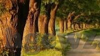 在线播放成人视频-成人视频的在线播放，理解、影响与责任